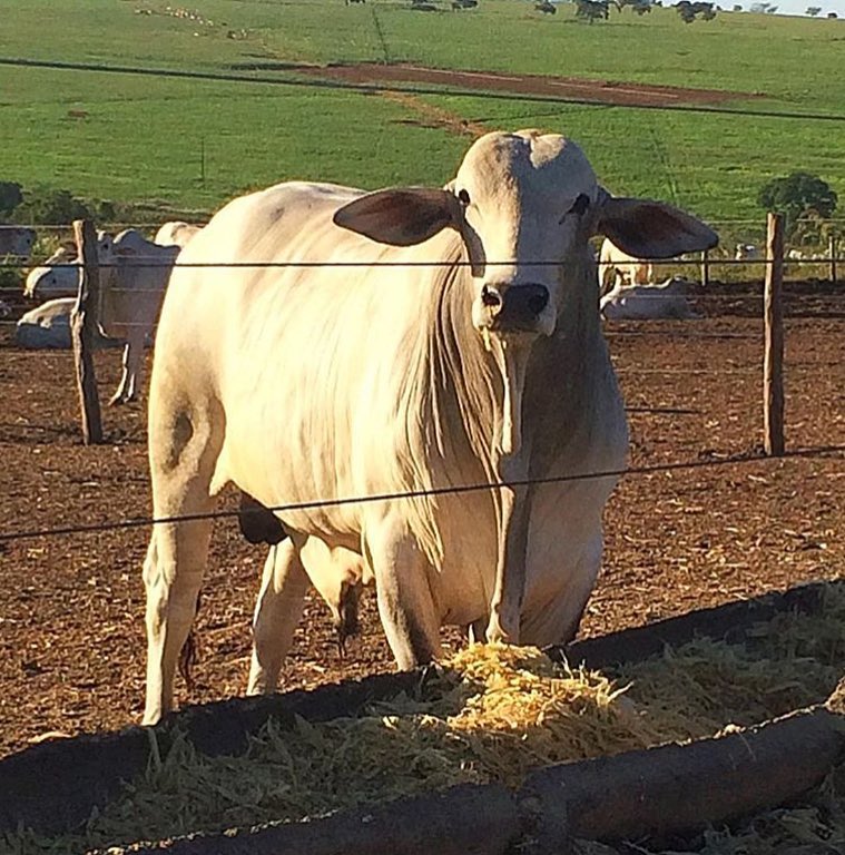 Animal alimentando-se no cocho com nutrição balanceada