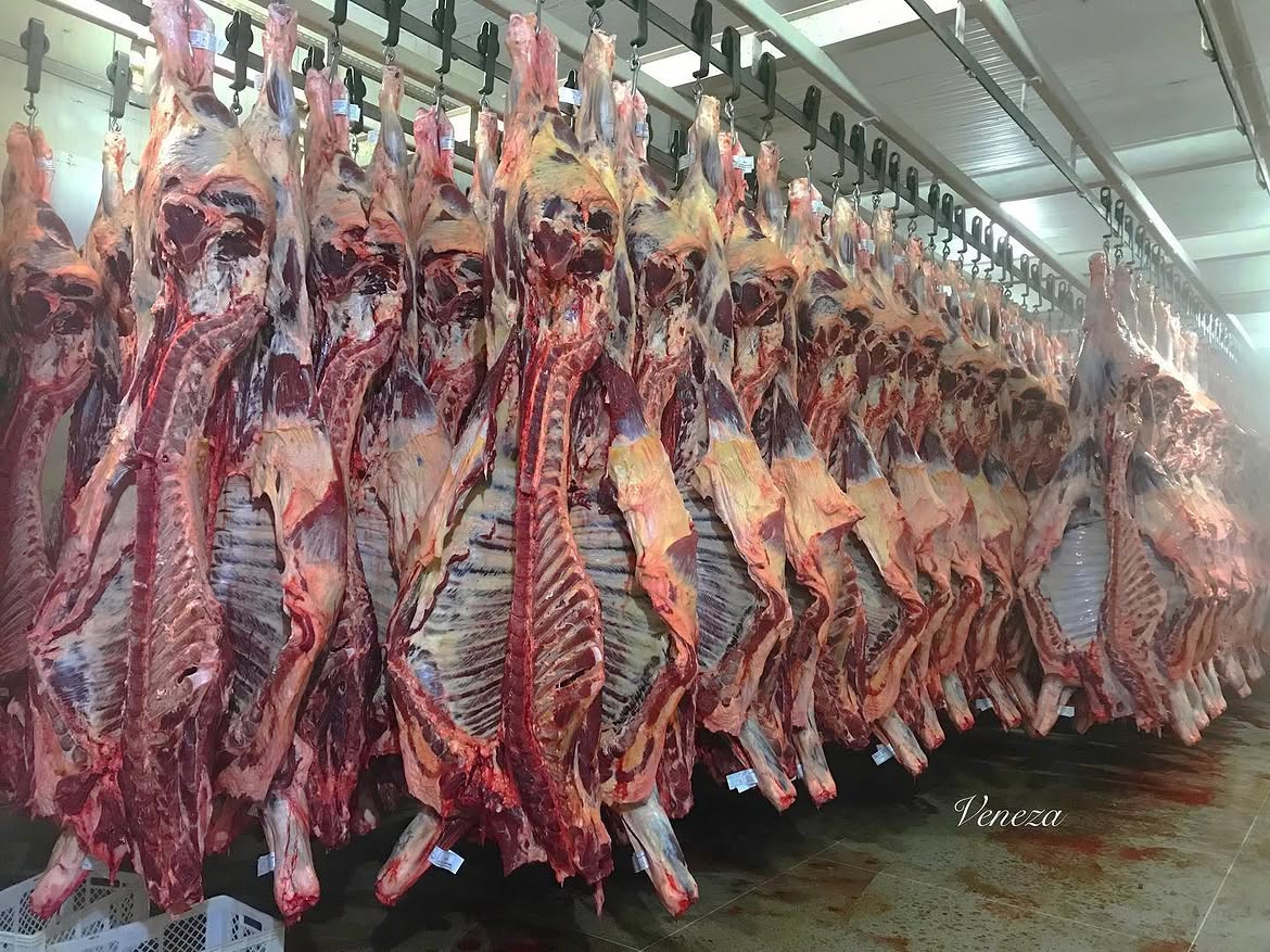 Carcaças selecionadas em câmara fria