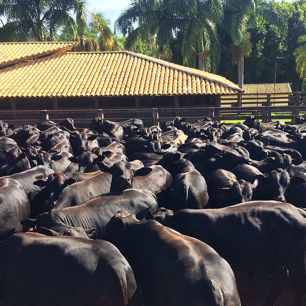 Gado em fase de engorda no confinamento da fazenda Mais Carne