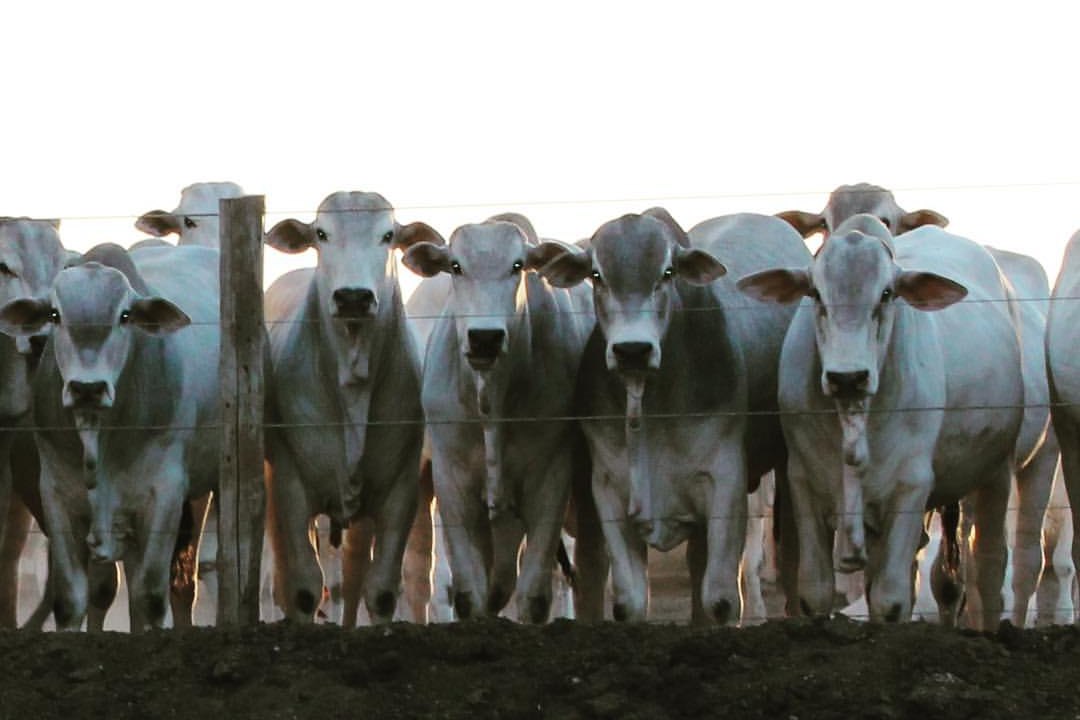 Rebanho Nelore próprio da Mais Carne no pasto